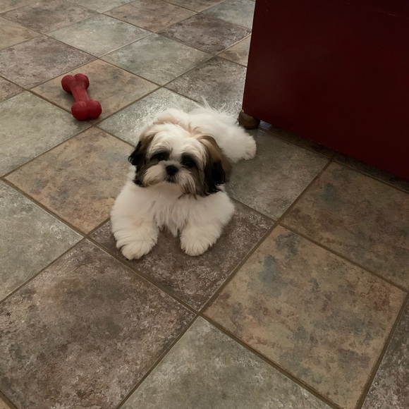 Meet your Posher, Lori - Picture 3 of 6